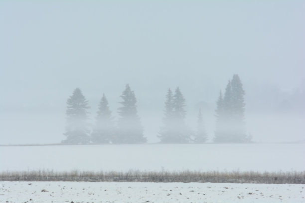 冰雪植物小景