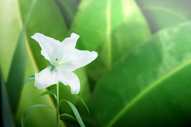 高清叶子印花