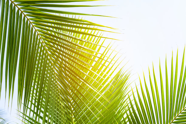 椰子树背景
