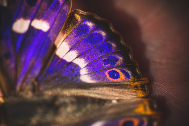 ain