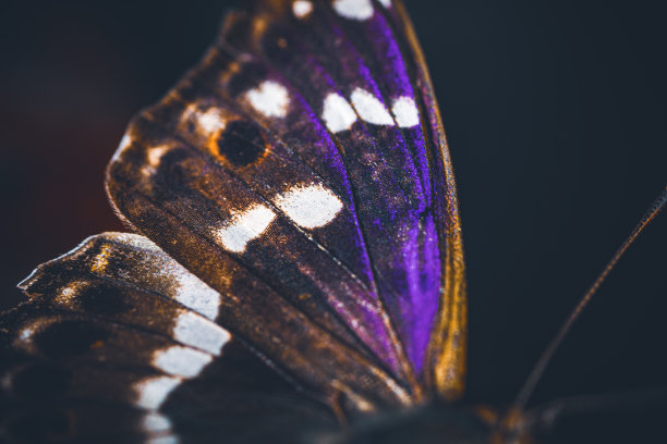 ain