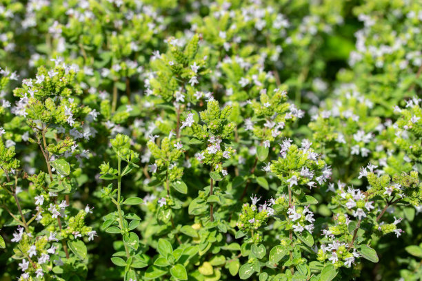oregano