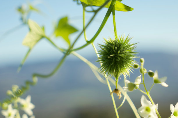 葫芦嫩芽