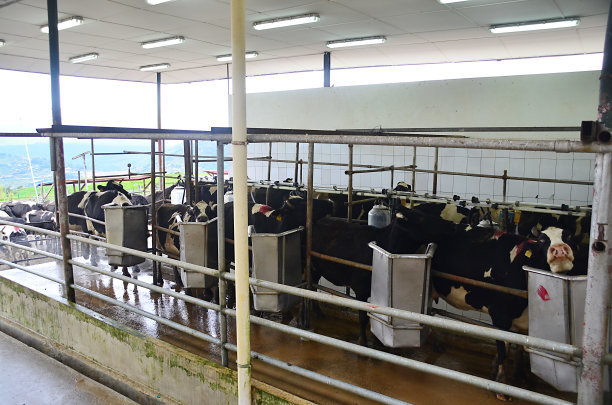 dairy