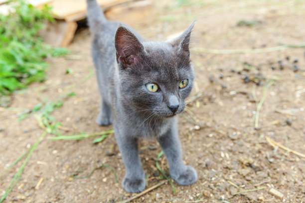 高冷猫