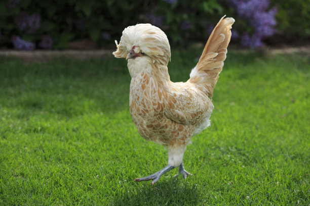 草地上的一只母鸡