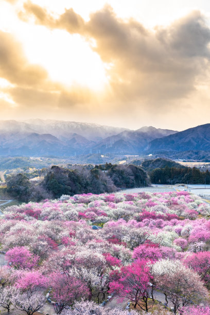 日本文化,粉色,垂直画幅