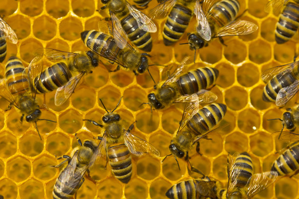 蜜蜂创意