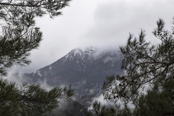 高山脉树林