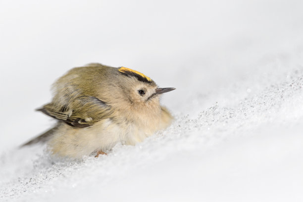 白雪与鸟