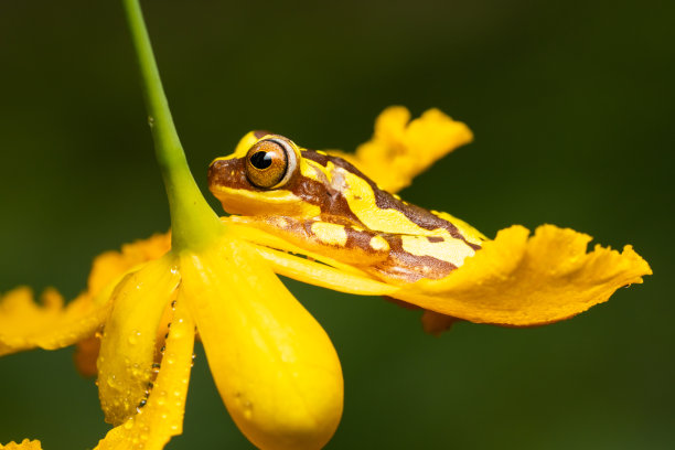 Grenouille en Résine & Crystal Bleu | Grande