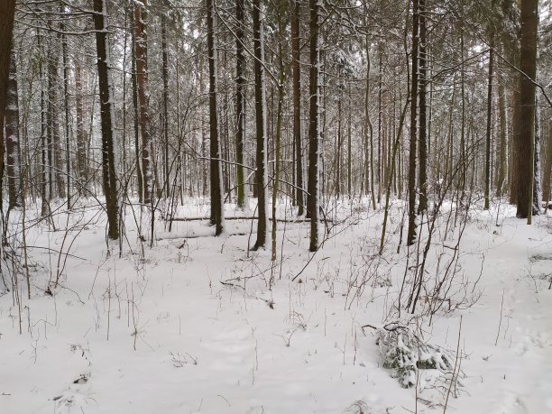 冬季白桦树林白桦树杆雪地