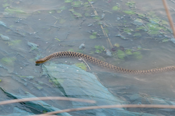 natrix