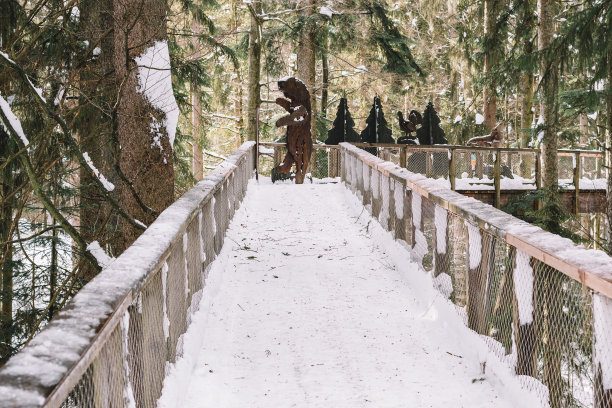 冬季白桦树林白桦树杆雪地