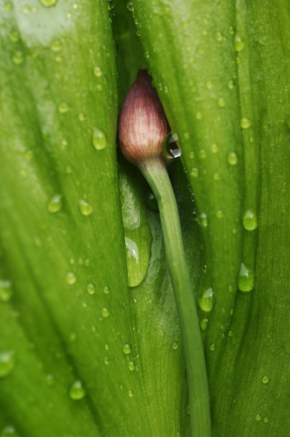 菜园小景