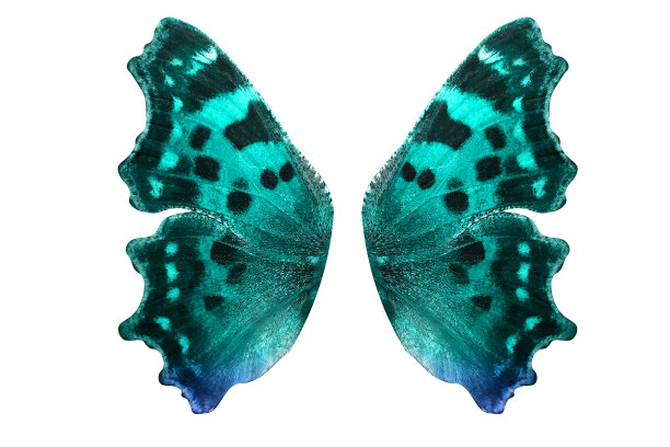morpho