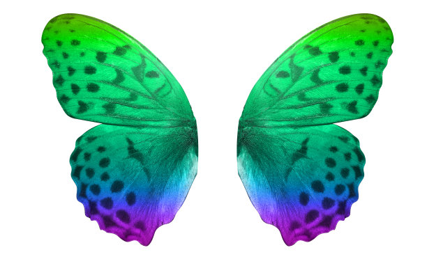 morpho