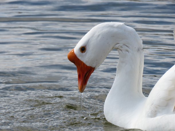 goose