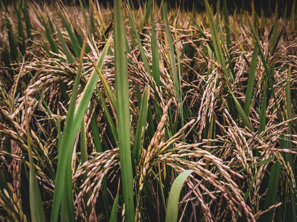 粮食丰收季节