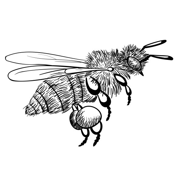 蜂蜜插画