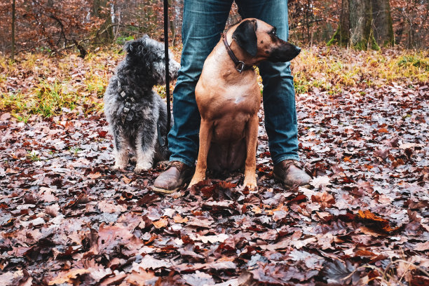 与狗在大自然中享受秋天