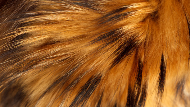 hairs