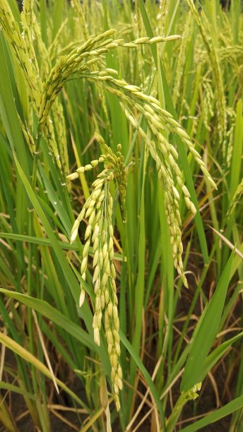 水稻野草