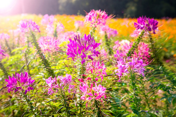 cleome