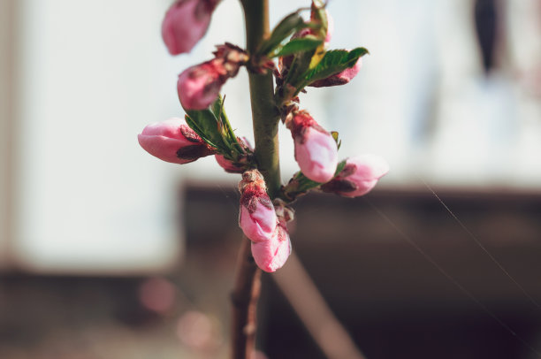 广红樱花