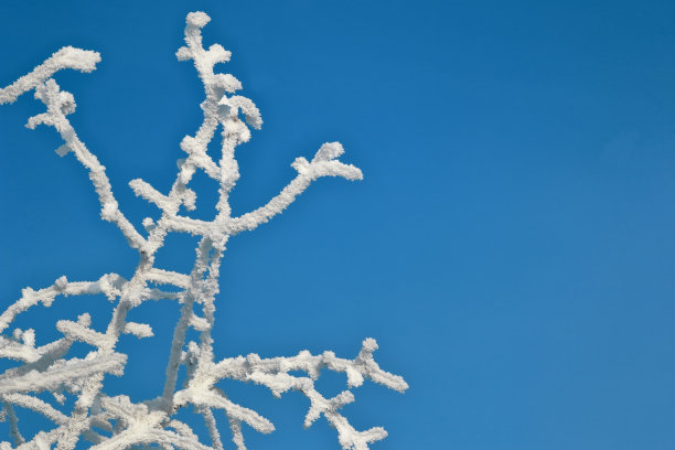 冰雪植物小景