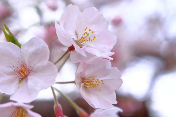 樱花树种植