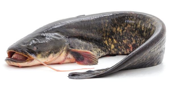 catfish