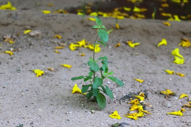 花茶素材