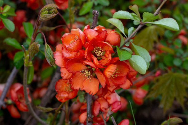 chaenomeles