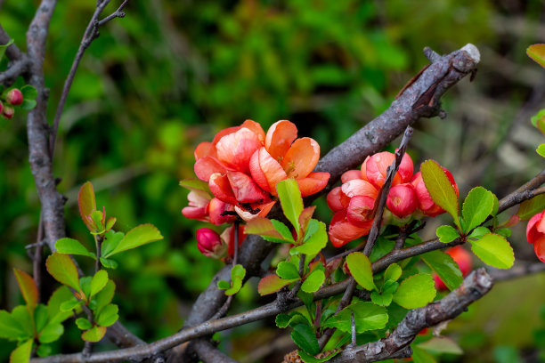chaenomeles