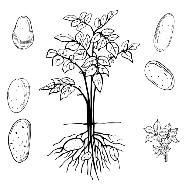 矢量土豆插画