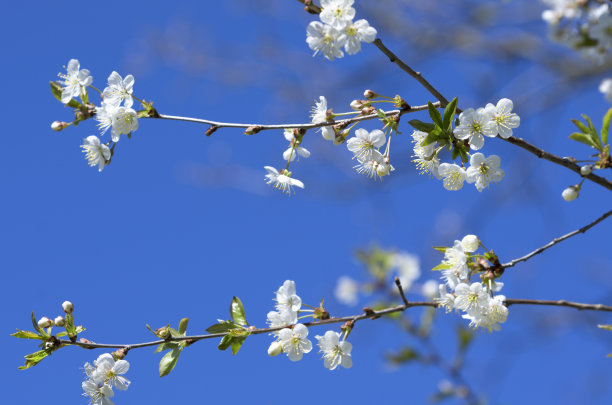 春天阳光下蓝天中的樱花特写
