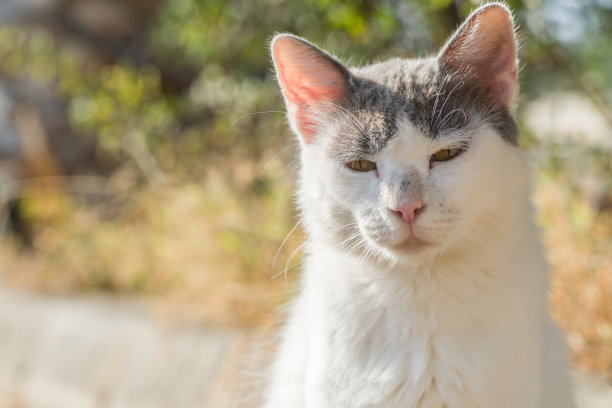 高冷猫