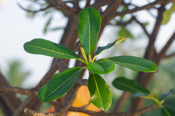 林地鼠尾草