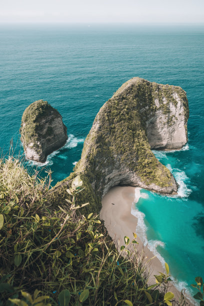海石花