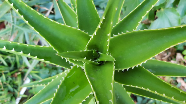 沙漠植被灌木