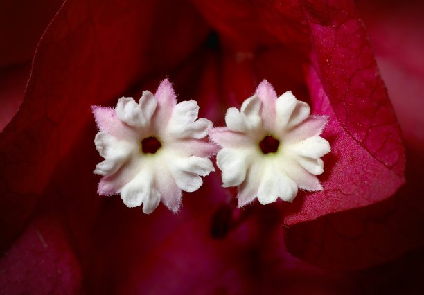 花叶子花