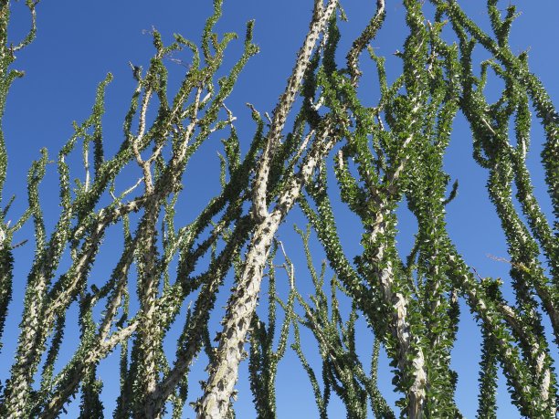 ocotillo
