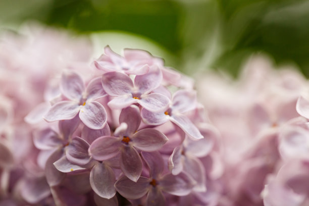 雌蕊和雄蕊花艺