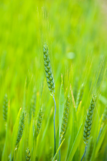 芒种夏至小暑夏至