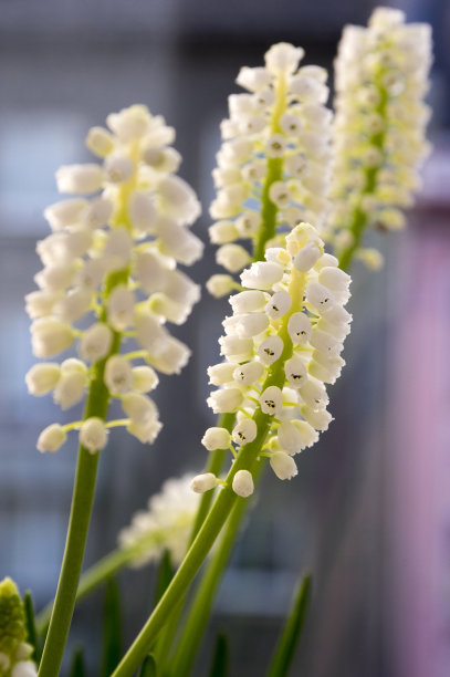 花,开花,花卉,花盆,仙人掌