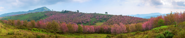 樱花山丘碧蓝天空