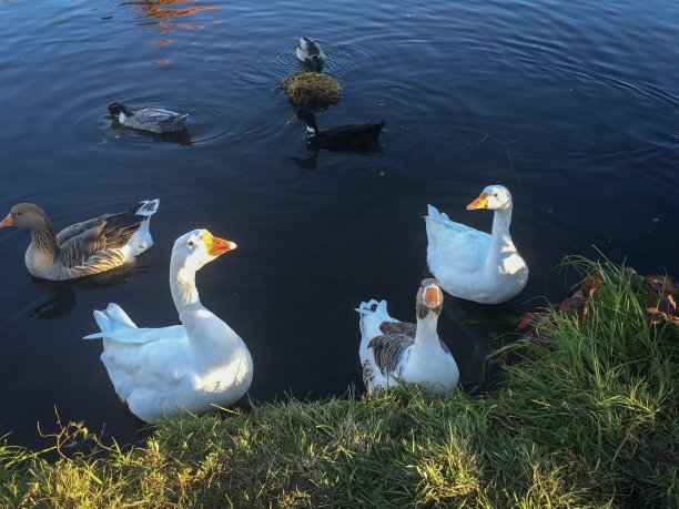 goose