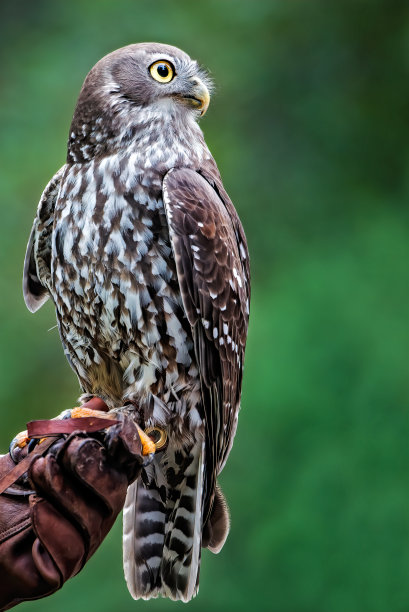 strix