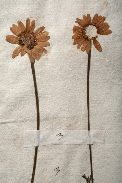 植物花朵信纸